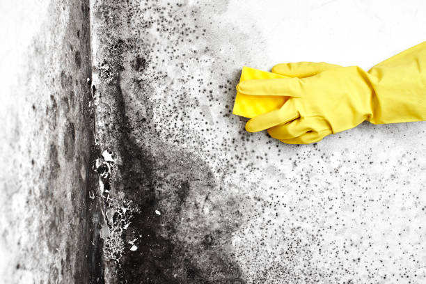 Best Fast Mold Removal  in Ennis, TX