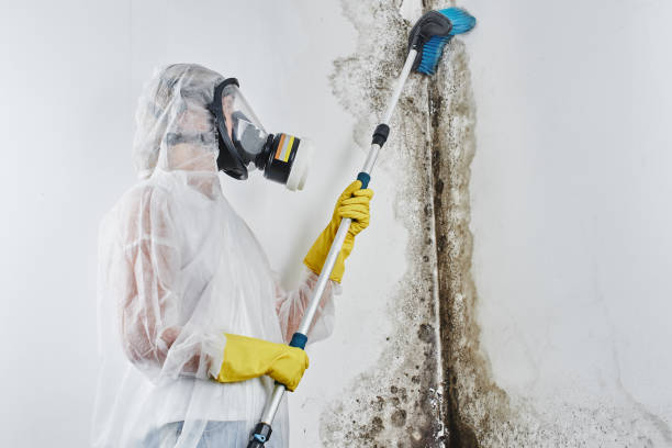Best Crawl Space Mold Removal  in Ennis, TX