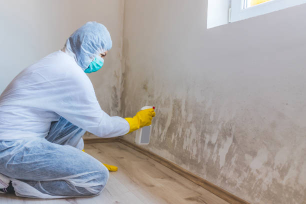 Best Residential Mold Removal  in Ennis, TX