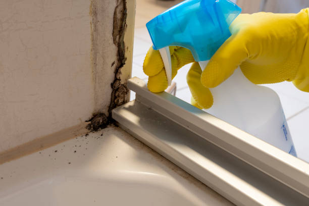 Best Mold Damage Repair  in Ennis, TX