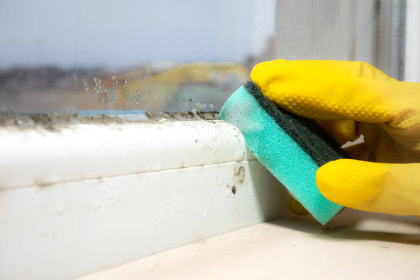 Best Local Mold Removal Service  in Ennis, TX
