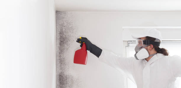 Best Residential Mold Removal  in Ennis, TX