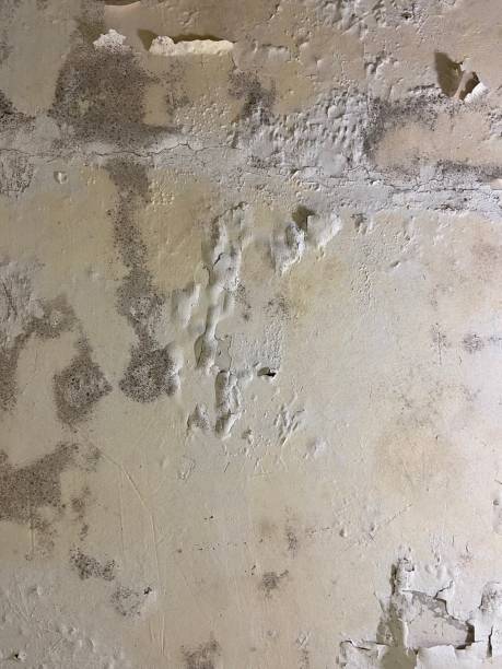Best Toxic Mold Removal  in Ennis, TX