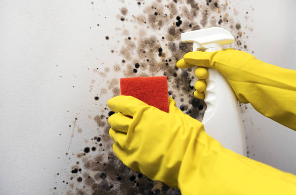 Mold Removal and Inspection in Ennis, TX