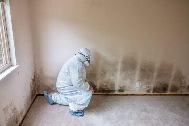Best Black Mold Removal  in Ennis, TX