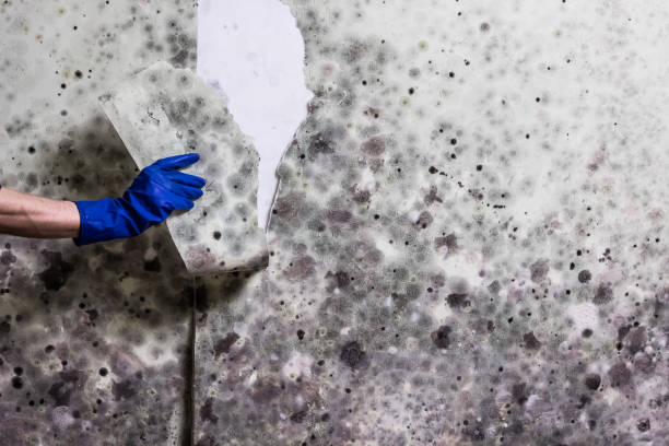 Best Attic Mold Removal  in Ennis, TX