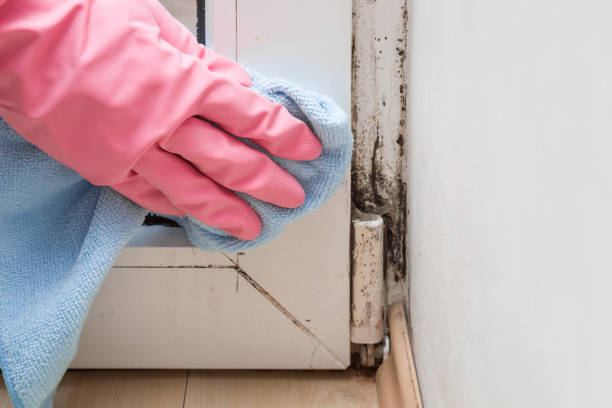 Best Mold Testing  in Ennis, TX