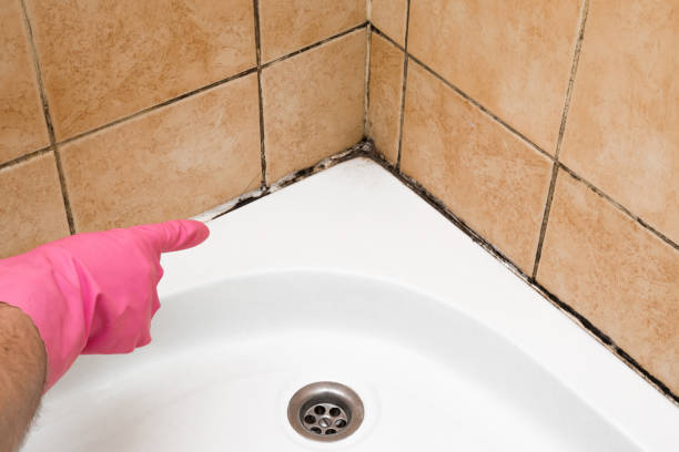 Mold Testing and Removal in Ennis, TX