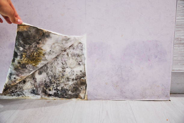 Best Mold Testing and Removal  in Ennis, TX